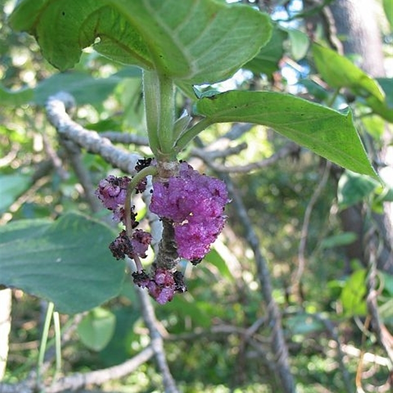 Dendrocnide excelsa