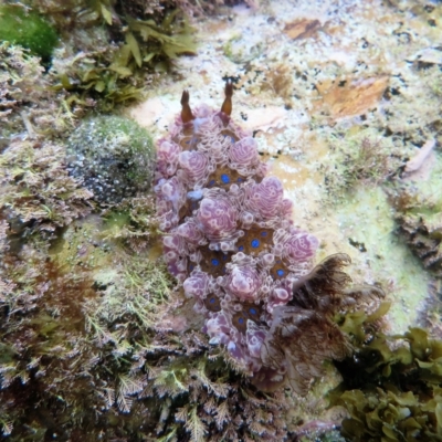 Dendrodoris denisoni