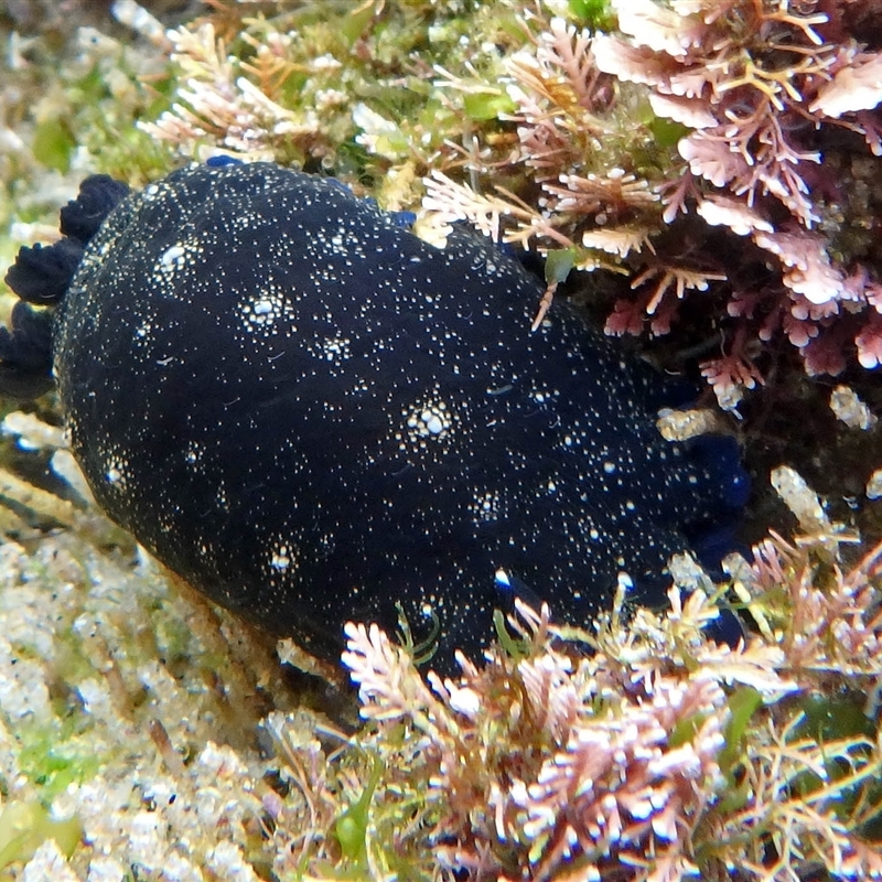 Dendrodoris nigra