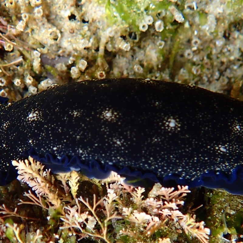 Dendrodoris nigra