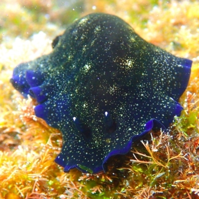 Dendrodoris nigra