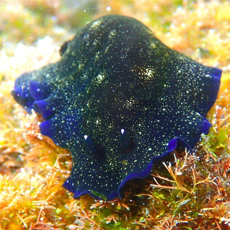 Dendrodoris nigra