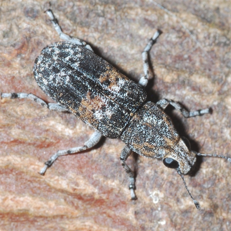 Dendropemon subfasciatus