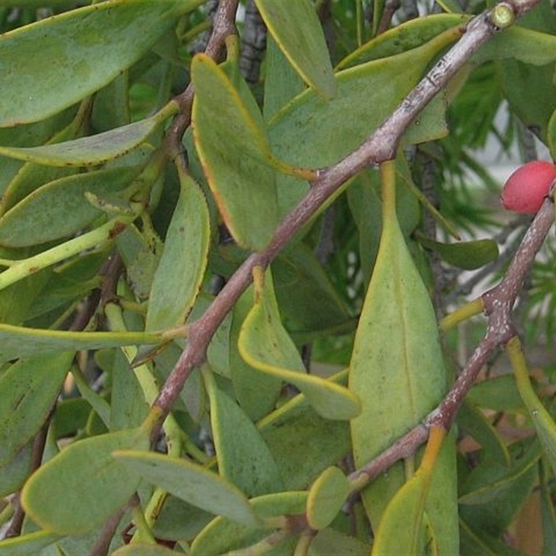 Dendrophthoe vitellina