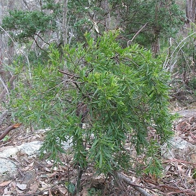 Denhamia silvestris