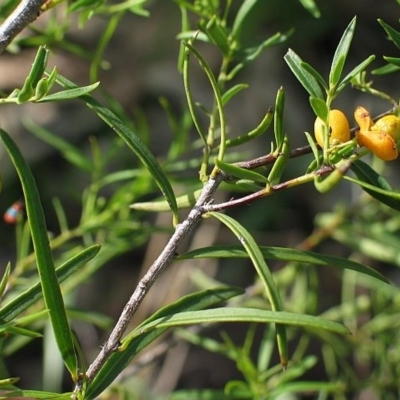 Denhamia silvestris