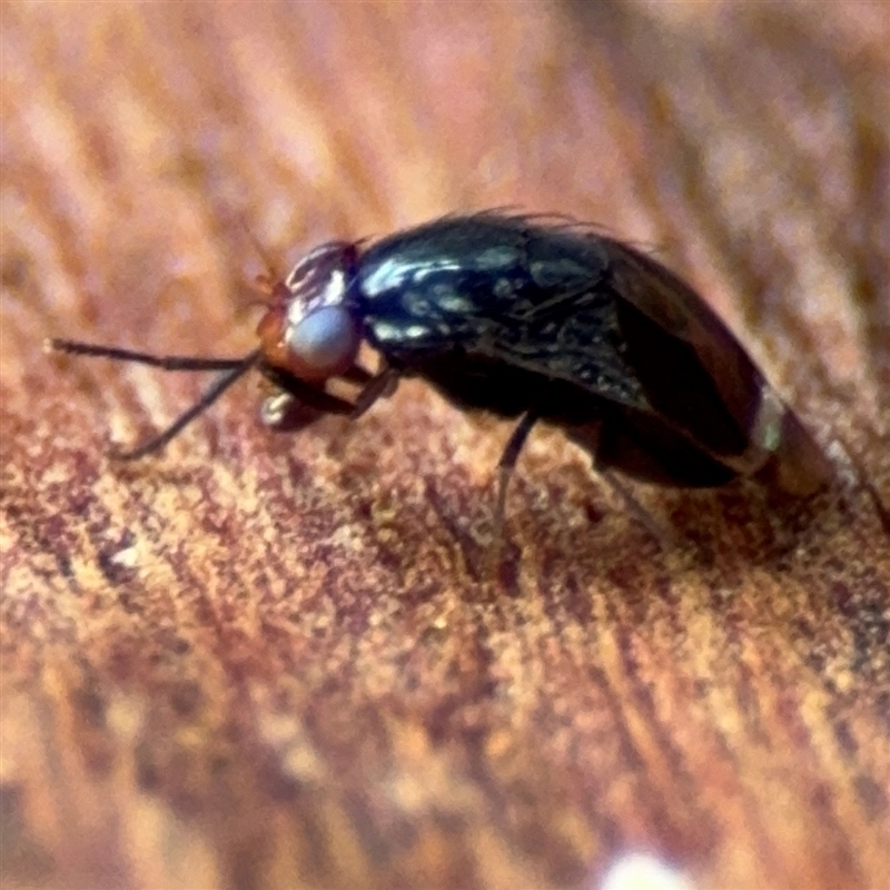 Depressa sp. (genus)