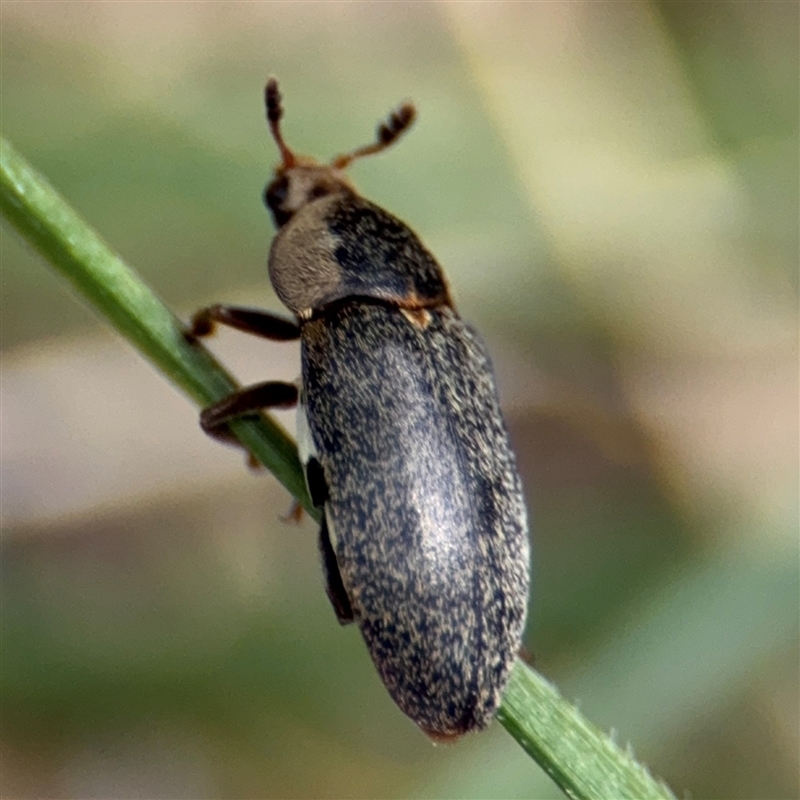 Dermestes maculatus