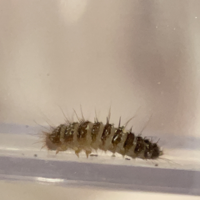 Dermestes sp. (genus)