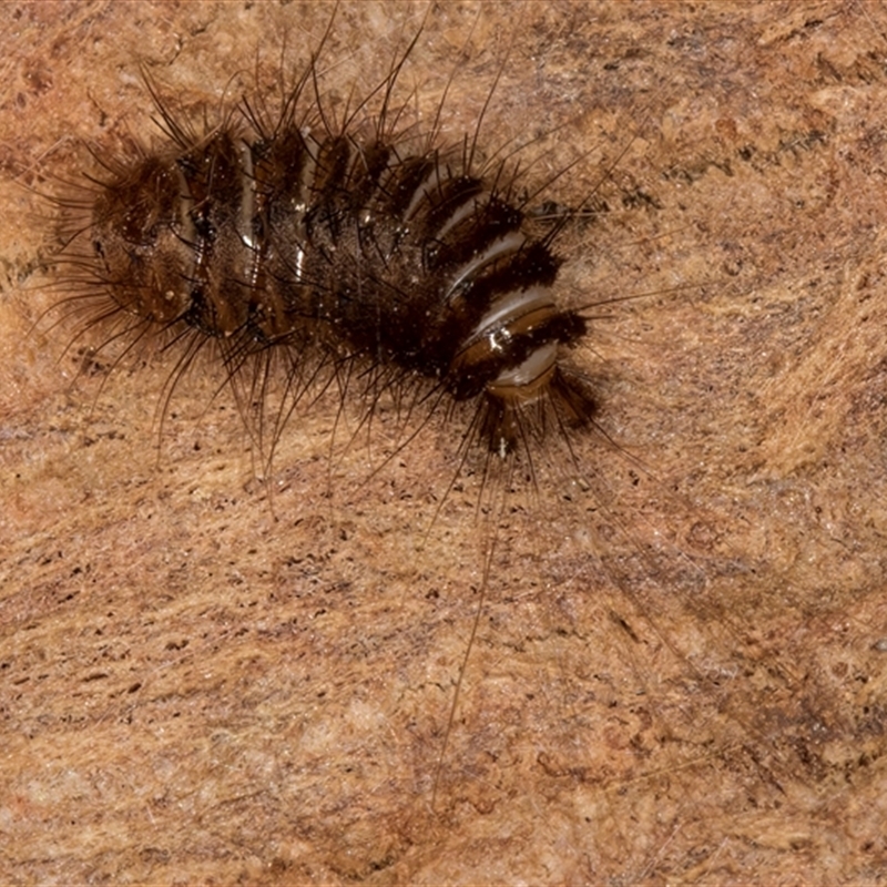 Dermestidae sp. (family)