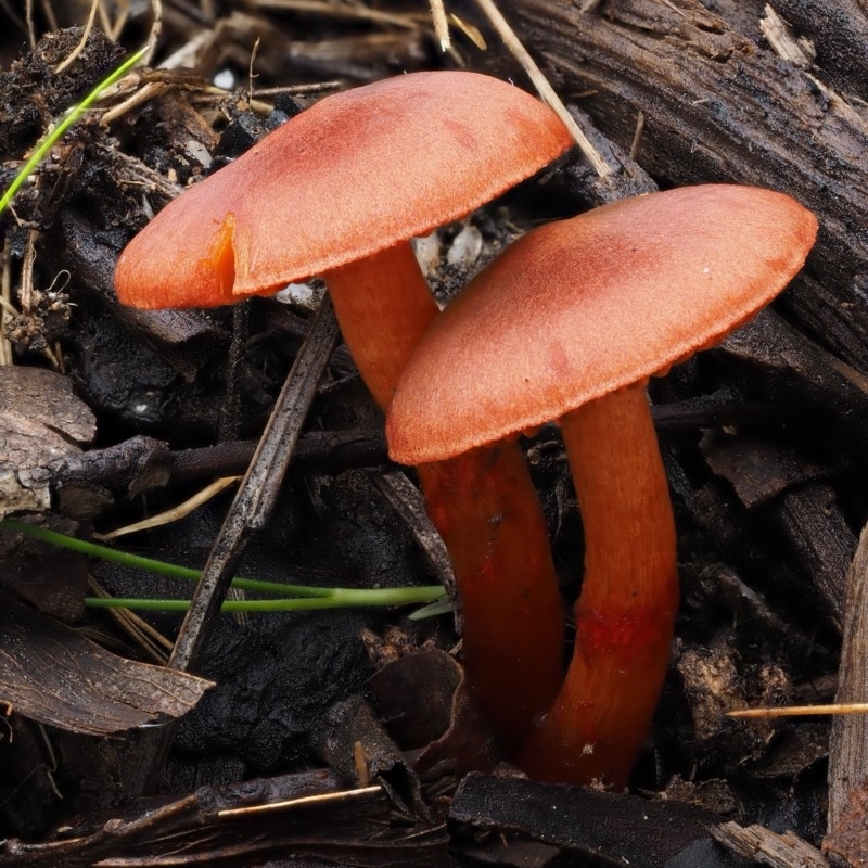 Dermocybe sp.