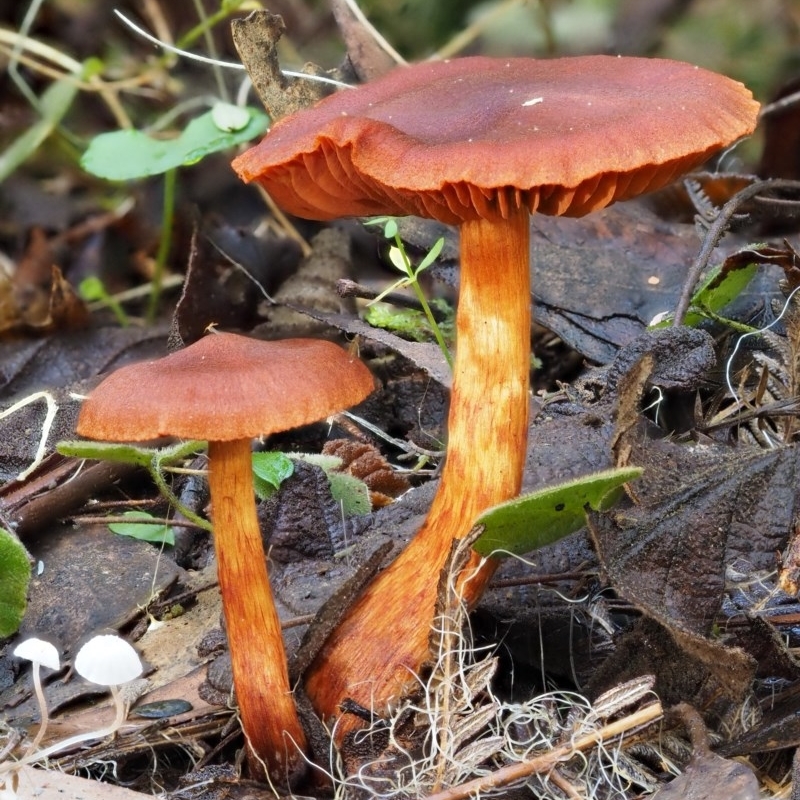 Dermocybe sp.