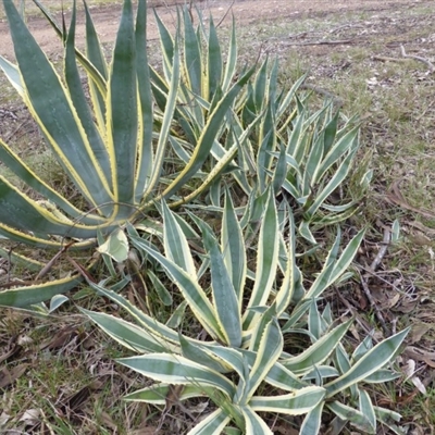 Agave americana