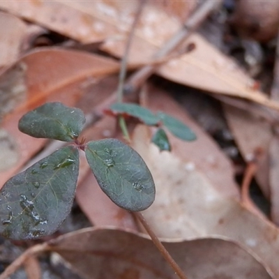 Pullenia gunnii