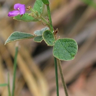 Desmodium rhytidophyllum