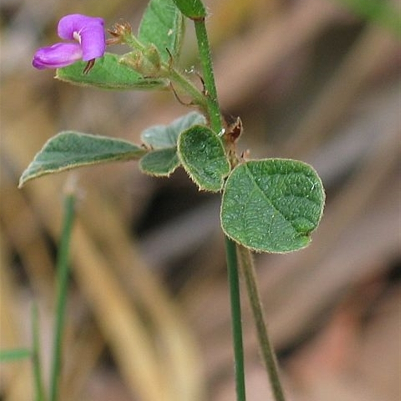 Desmodium rhytidophyllum