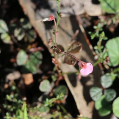 Desmodium sp.