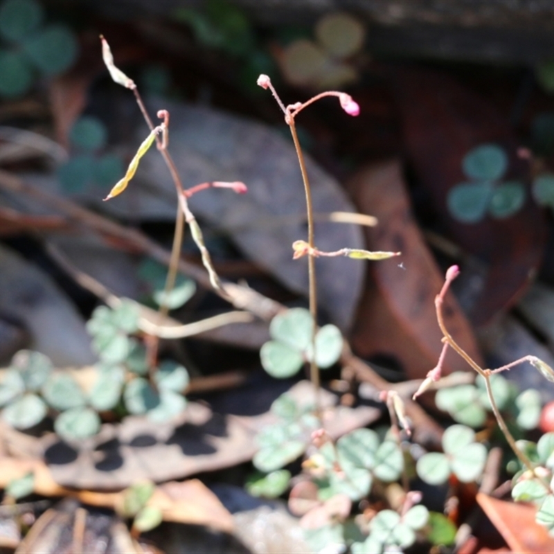 Desmodium sp.