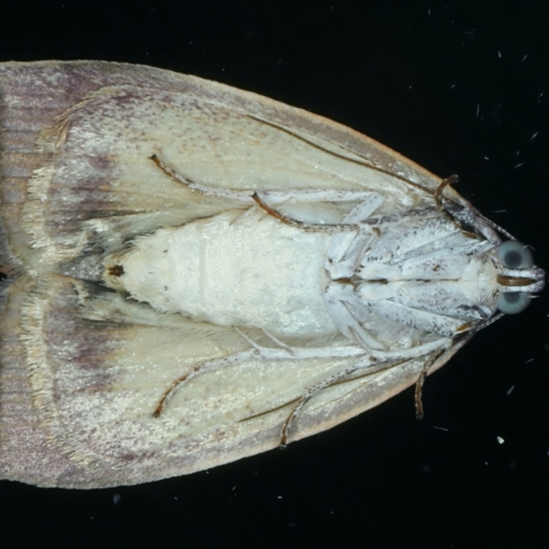 Detounda leptoplasta