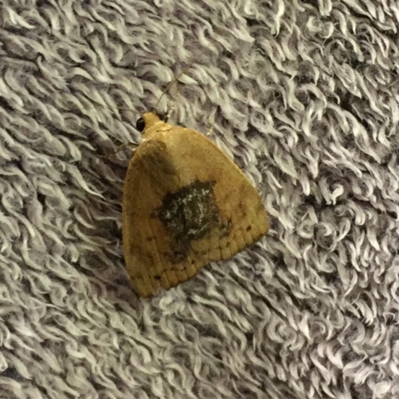Detounda leptoplasta