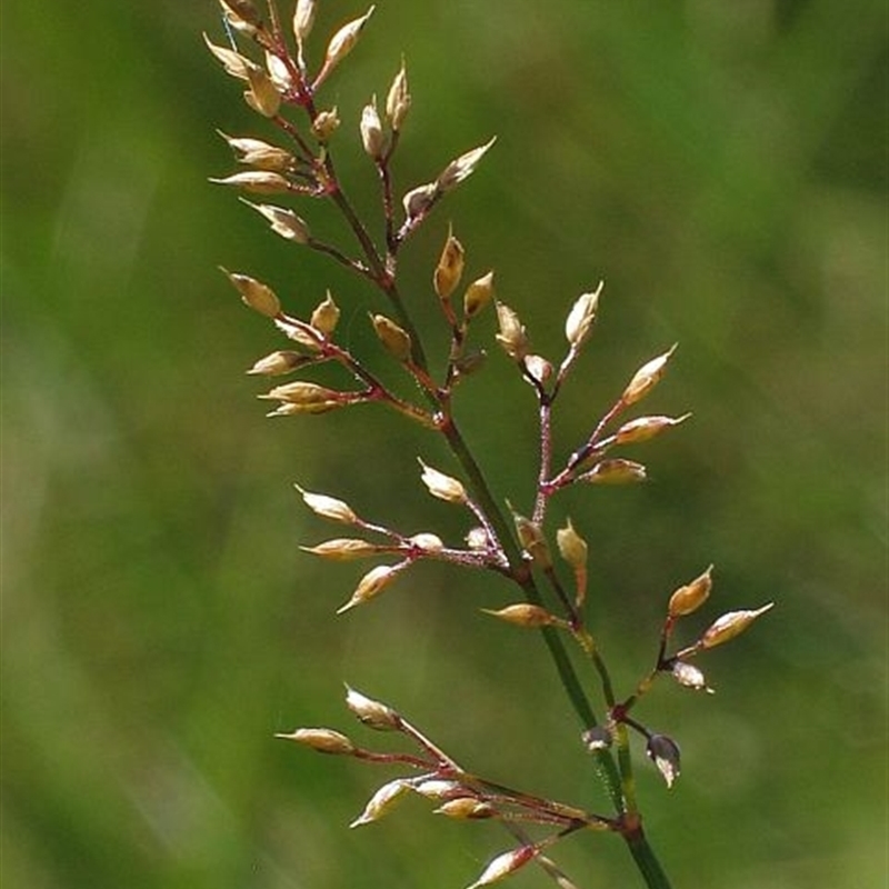 Deyeuxia gunniana