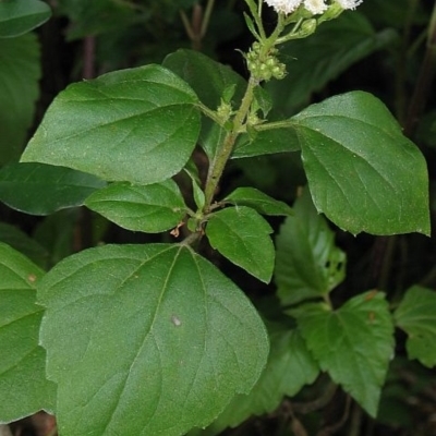 Ageratina adenophora