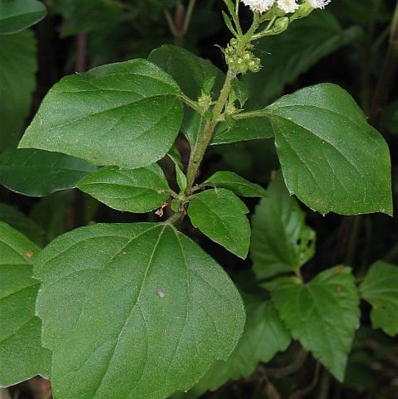 Ageratina adenophora