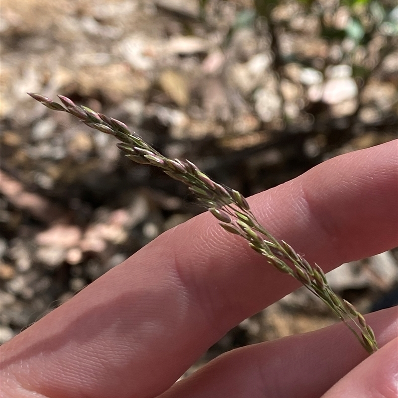 Deyeuxia scaberula