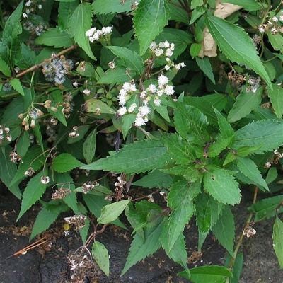 Ageratina riparia