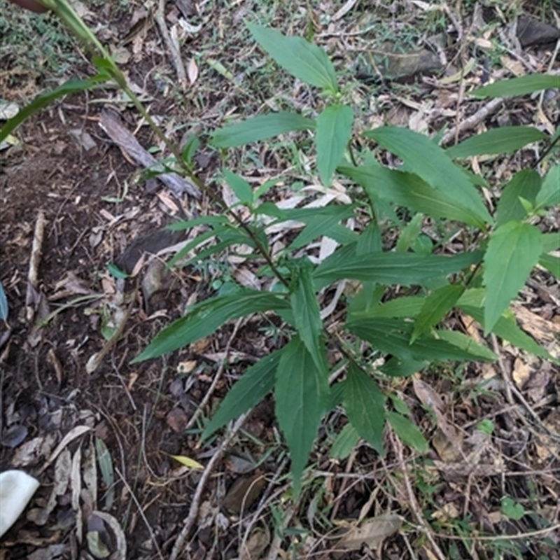 Ageratina riparia