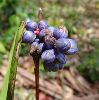 Dianella caerulea var. producta - Yattee Yattah