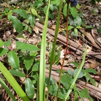 Dianella caerulea var. producta - Yattee Yattah