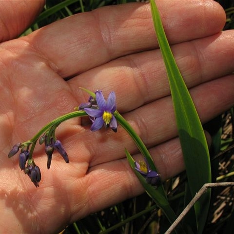 Dianella congesta