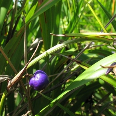 Dianella congesta