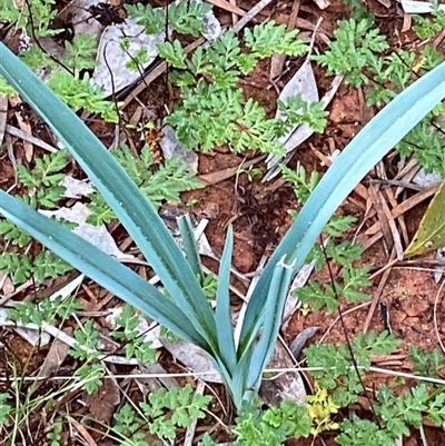 Dianella longifolia subsp. longifolia