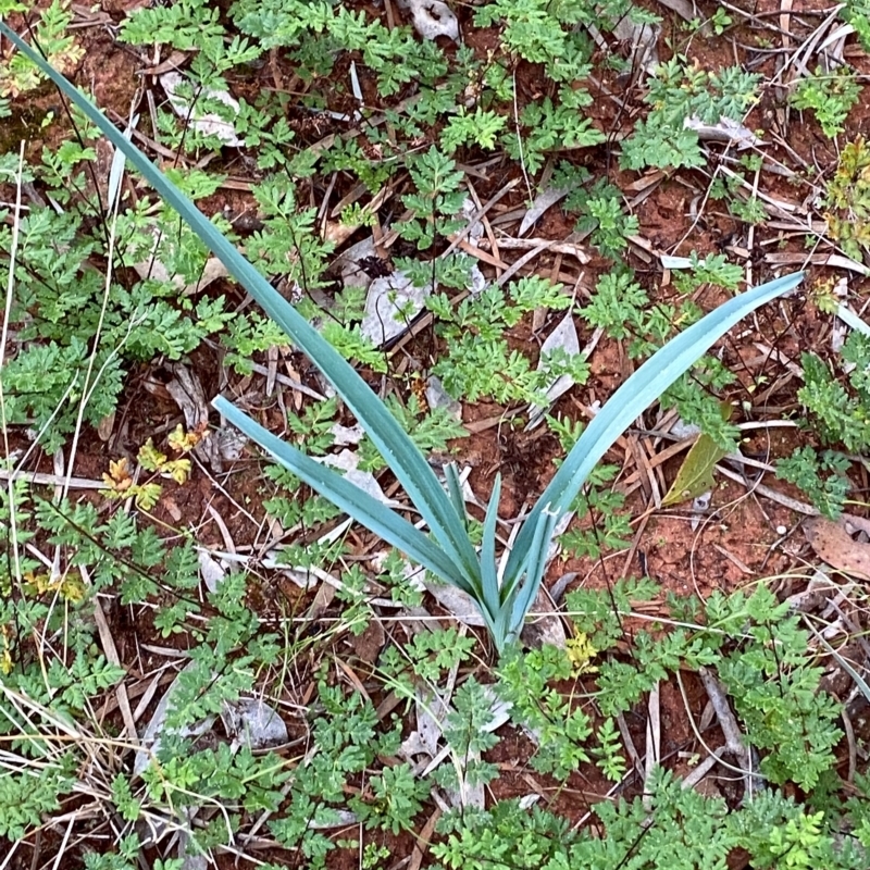 Dianella longifolia subsp. longifolia