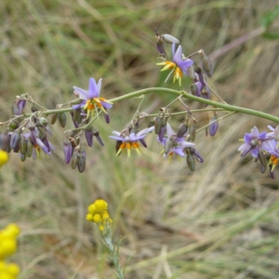 Dianella longifolia var. longifolia