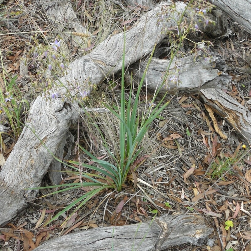 Dianella longifolia var. longifolia