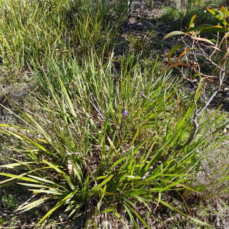 Dianella revoluta