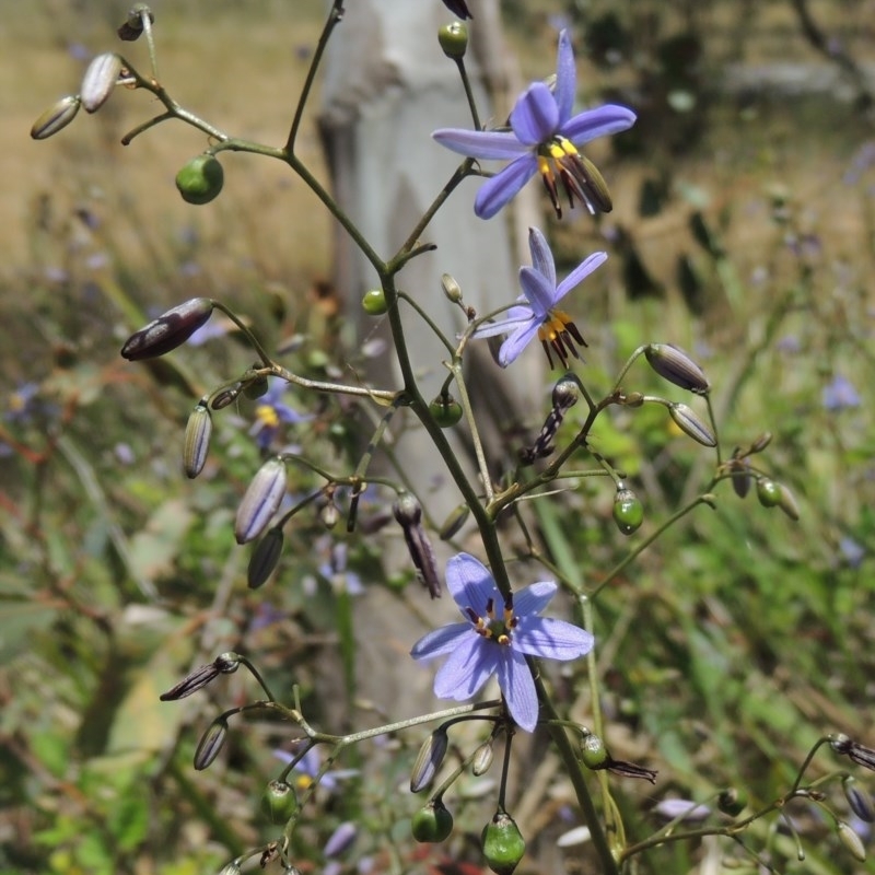 Dianella revoluta var. revoluta