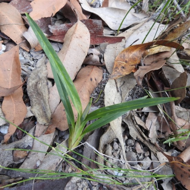 Dianella sp.