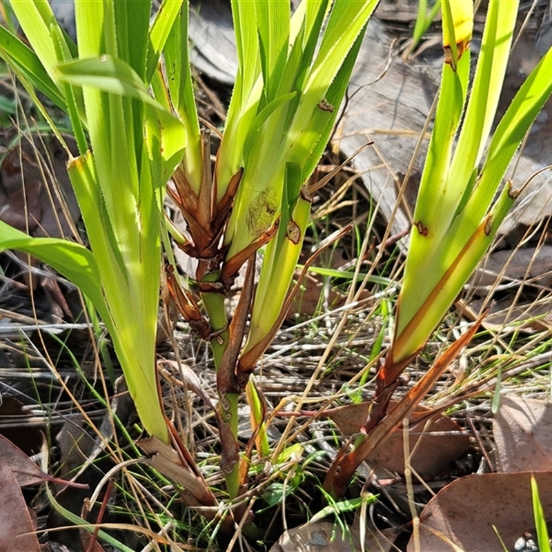 Dianella sp.