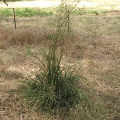 Dianella tarda