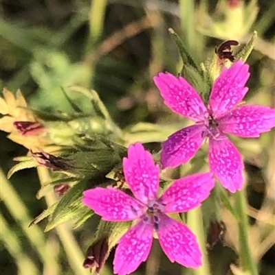 Dianthus armeria