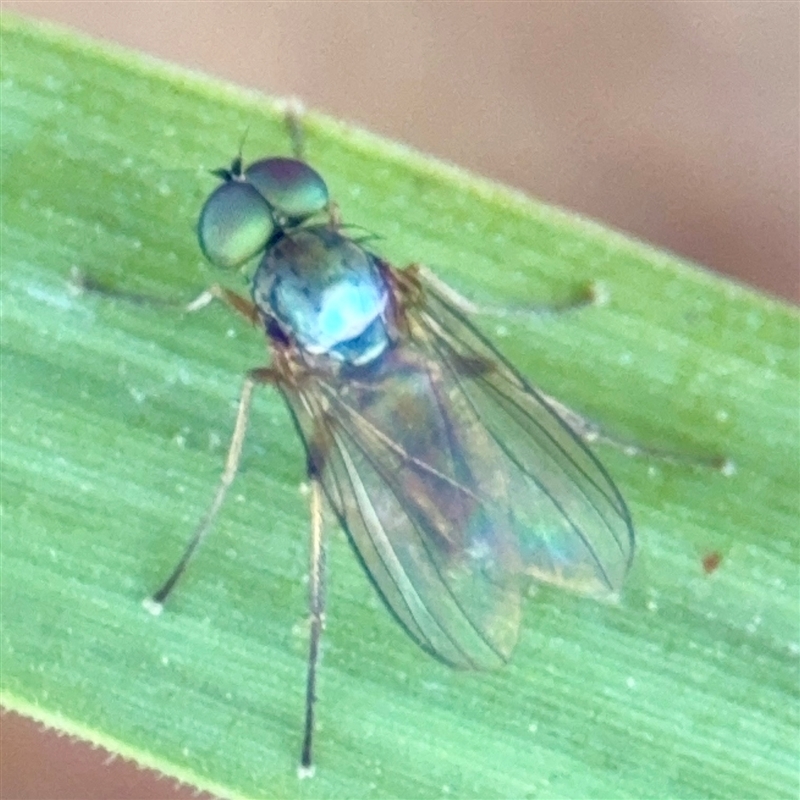 Diaphorinae (subfamily)