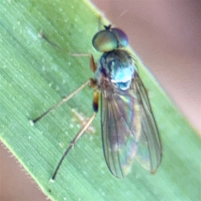 Diaphorinae (subfamily)