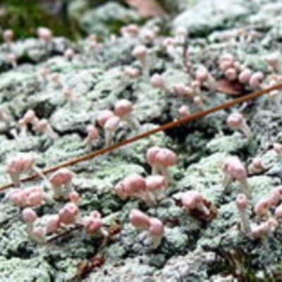 Fruticose lichen