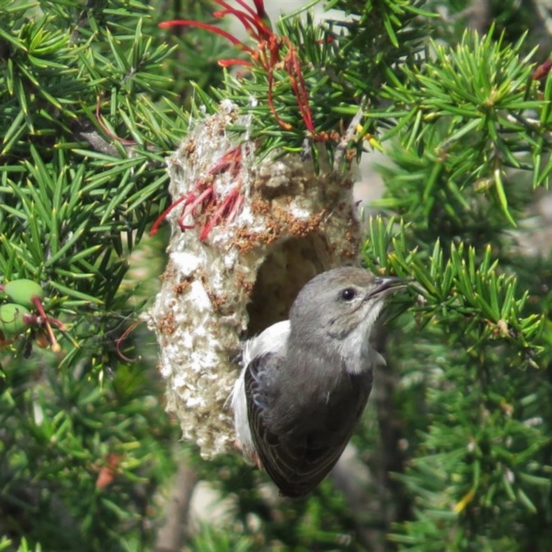 Dicaeum hirundinaceum