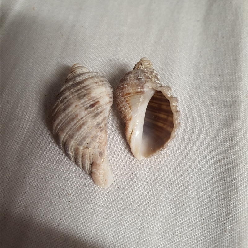Dicathais orbita