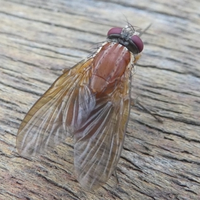 Dichaetomyia sp.